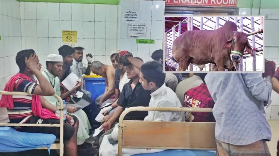 কোরবানি দিতে গিয়ে আহত শতাধিক মানুষ