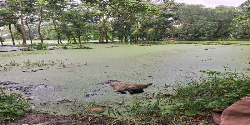 পাখি ধরতে গিয়ে ৩দিন পর পুকুরে মিলল মাদরাসা ছাত্রের লাশ,আটক-১