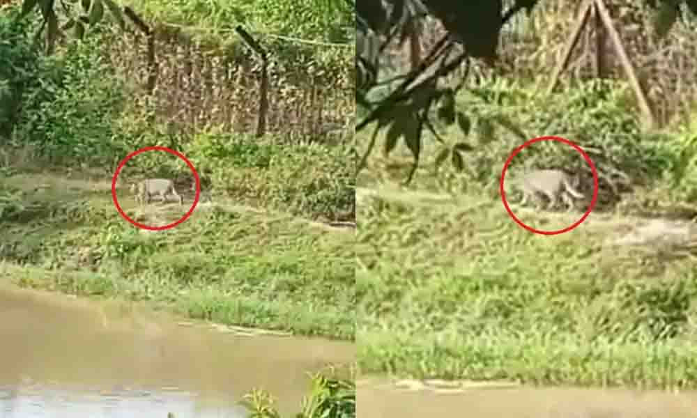 ফেনীর লোকালয়ে ঘুরছে বাঘ, আতঙ্কে এলাকাবাসী
